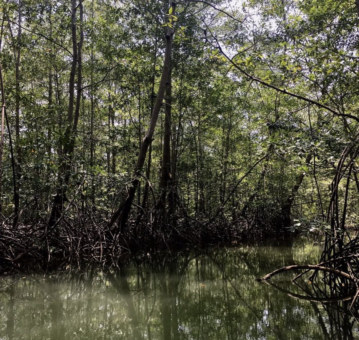 Mangrove tour Langkawi price guide showing private and shared boat options